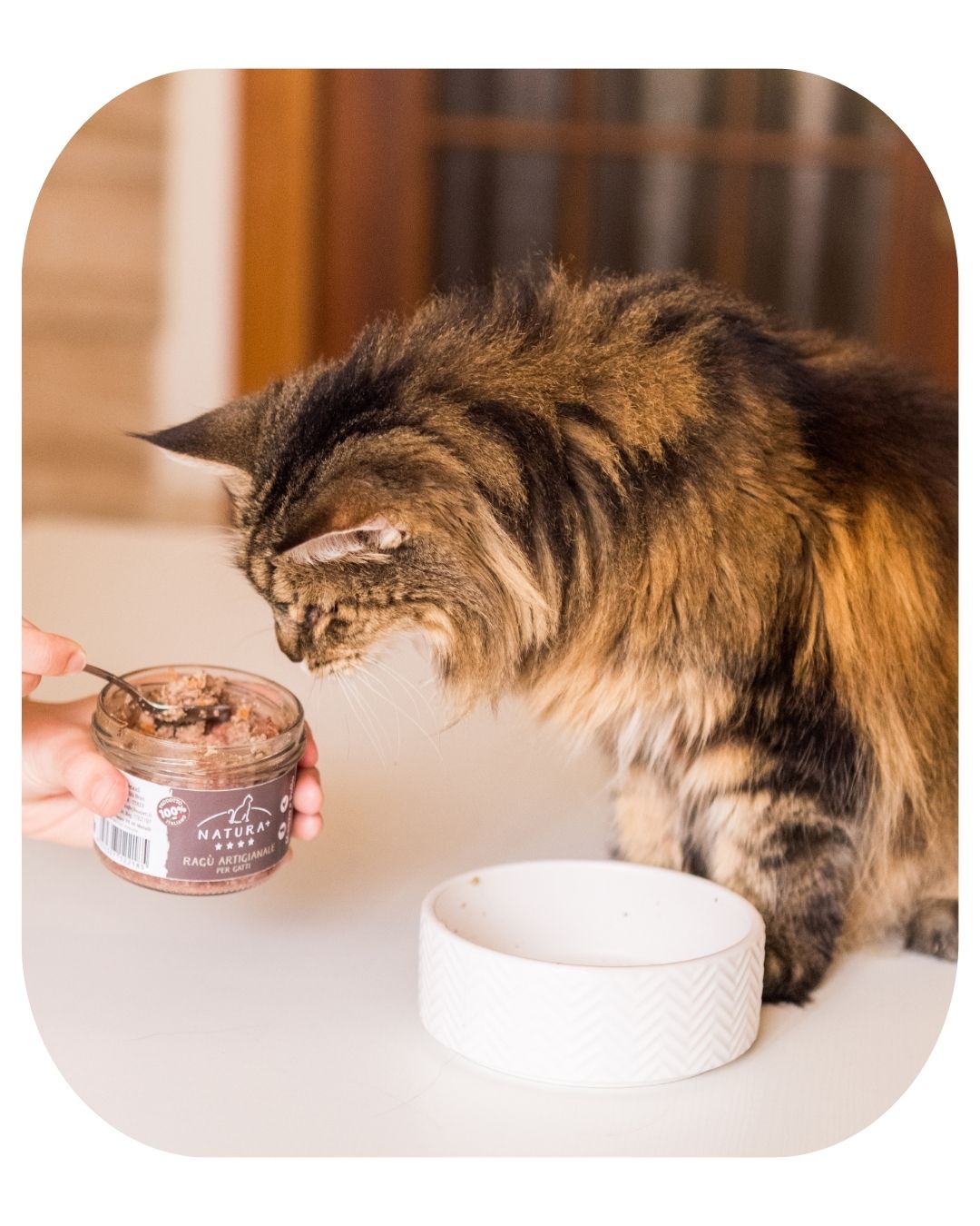 Wet Food for Cats